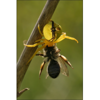 misumena_vatia__veraenderliche_krabbenspinne__balz_und_beute_213.jpg (Artengalerie)