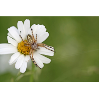 aculepeira_ceropegia__eichblatt_radspinne__weibchen_735.jpg (Artengalerie)