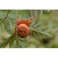 araneus_alsine__kein_deutscher_name__weibchen_181.jpg (Artengalerie)