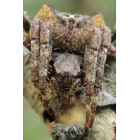 Araneus_angulatus_Araneidae_Spinnen_1.jpg (Artengalerie)