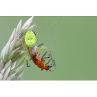 araniella_cucurbitina__kuerbisspinne__weibchen_150.jpg (Artengalerie)