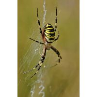 argiope_bruennichi__wespenspinne__weibchen_515.jpg (Artengalerie)