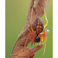 HypsoSinga_heri_Araneidae_Spinnen.jpg (Artengalerie)