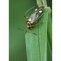 rhabdomiris_striatellus_eichen_schmuckwanze_156.jpg (Artengalerie)