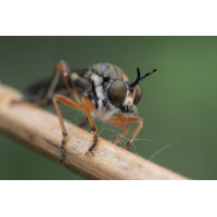 dioctria_rufipes_gemeine_habichtsfliege_raubfliegen_zweifluegler_schoenbrunn_1_176.jpg (Artengalerie)