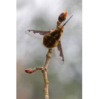 Bombylius_major-Grosser_Wollschweber-Wolfram.jpg (Artengalerie)