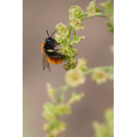 wildbiene_osmia_cornuta_124.jpg (Artengalerie)