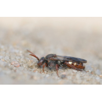 nomada_alboguttata_1_353.jpg (Artengalerie)