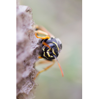 bea_f_z_7886_Polistes_nimpha_Heide-Feldwespe.jpg (Artengalerie)