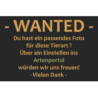 Wanted~1.jpg (Artengalerie)