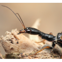 Phaeostigma_notata_Kamelhalsfliege_NetzflÃ¼gler_SchÃ¶nbrunn_April_2011x_001_36a.jpg (Artengalerie)