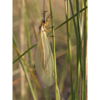 myrmecaelurus_trigrammus_333.jpg (Artengalerie)