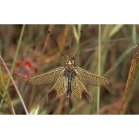 Libelloides_ictericus_-_Mallorca_02.jpg (Artengalerie)