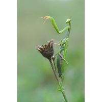 mantis_religiosa77_563.jpg (Artengalerie)