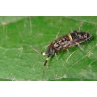 Orchesella_cf_cincta_oder_flavescens_31.jpg (Artengalerie)