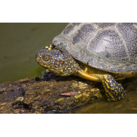 sumpfschildkroete_200.jpg (Artengalerie)