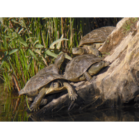 Maurische_Bachschildkroete.jpg (Artengalerie)