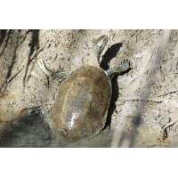 eurasische_bachschildkroete__211.jpg (Artengalerie)