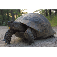 Maurische_LandschildkrÃ¶te.jpg (Artengalerie)