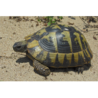 Griechische_LandschildkrÃ¶te.jpg (Artengalerie)