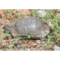 breitrandschildkroete_testu_226.jpg (Artengalerie)