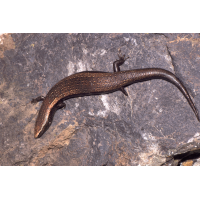 3chalcides_viridanusreptilientenermascaschluchtpaar_208_550.jpg (Artengalerie)