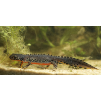 triturus_alpestris_2_web_301.jpg (Artengalerie)