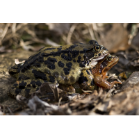 _mg_003328_grasfroschpaarung_206.jpg (Artengalerie)