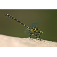 Onychogomphus forcipatus_m_IMG_0569b.jpg (Artengalerie)