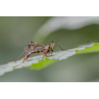 IMG_3902_Faltenmücke Ptychoptera contaminata-.jpg (Artengalerie)