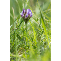 Astragalus danicus; Fabaceae (1).jpg (Artengalerie)