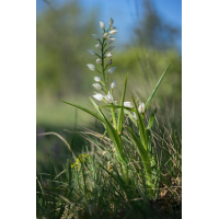 longifolia2.jpg (Artengalerie)