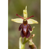 insectiferyxsphegodes.jpg (Artengalerie)