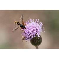 conops quadrifasciatus.jpg (Artengalerie)