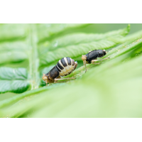 Ditropis pteridis; Adlerfarn-Spornzikade Insekt (1).jpg (Artengalerie)