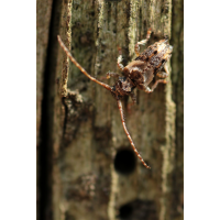 Pogonocherus hispidus05mamkro.jpg (Artengalerie)