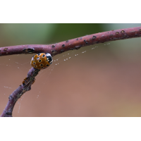 IMG_6318_10.0-2-s-100-Augenmarienkäfer-Platte.jpg (Artengalerie)