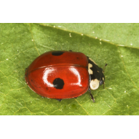 Adalia bipunctata 1.jpg (Artengalerie)