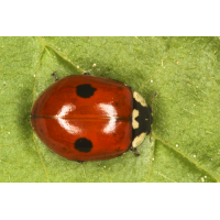 Adalia bipunctata 2.jpg (Artengalerie)