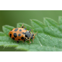 Hippodamia tredecimpunctata06makro.jpg (Artengalerie)