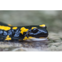 salamander-IMG_0921.jpg (Artengalerie)