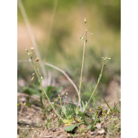 Holosteum umbellatum; Caryophyllaceae (3).jpg (Artengalerie)