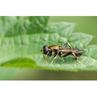 Xylota segnis Gemeine Langbauchschwebfliege; Syrphidae Insekt (1).jpg (Artengalerie)