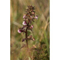 Pedicularis palustris01makro.jpg (Artengalerie)