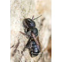 Osmia_caerulescens-f.jpg (Artengalerie)