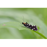 Euplocamus-anthracinalis-zoog21982_8---Kopie.jpg (Artengalerie)