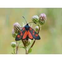 eleganswidderchen5937b.jpg (Artengalerie)