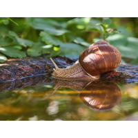 OOG71344_WEinbergschnecke---Kopie.jpg (Artengalerie)