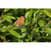 Cononympha hero Waldwiesenvögelchen 1.jpg (Artengalerie)