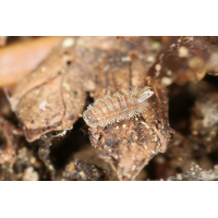 Polyxenus lagurus Pinselfüßer Tausendfüßer.jpg (Artengalerie)